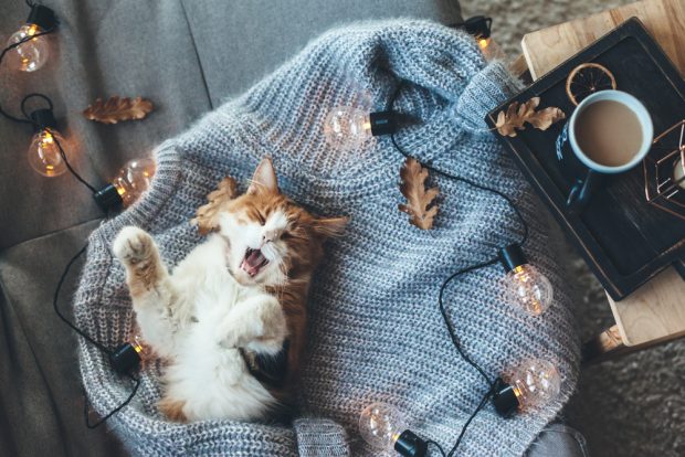 セーターに包まりあくびをする猫